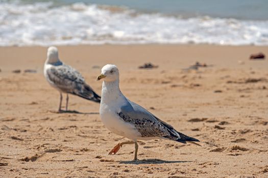 Seagull on the beach at the atlantic ocean in Portugal