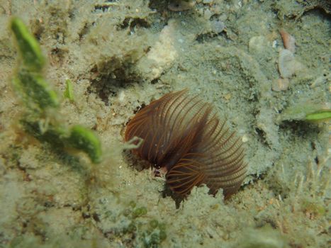 Sabellidae (feather duster worms) are a family of marine polychaete tube worms characterized by protruding feathery branchiae.