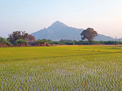 Mt Arunachala refers to the holy hill at Tiruvannamalai in Tamil Nadu India