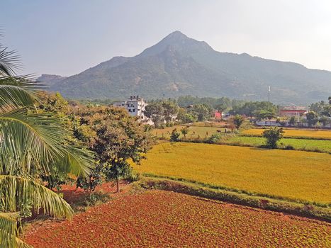 Mt Arunachala refers to the holy hill at Tiruvannamalai in Tamil Nadu India