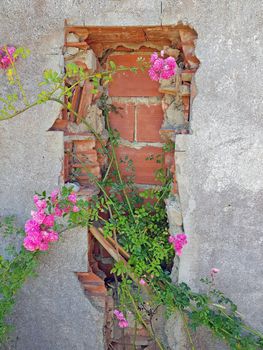 Pink roses blossoming on an old wall from a ruin in Portugal