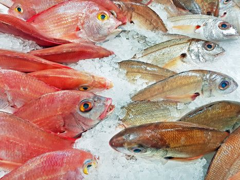 Cachucho and Sea bream for sale
