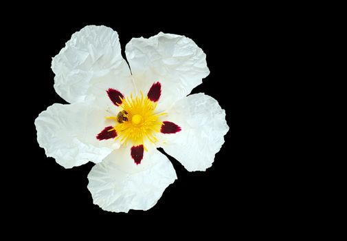 Gum rockrose (cistus ladanifer) in the countryside from Portugal