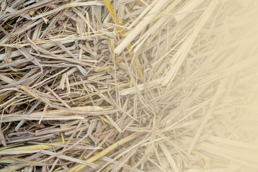Dry straw background pattern (Top View). Nature Background .