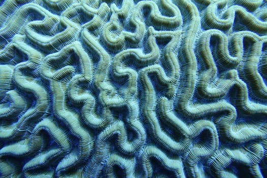 An underwater photo of coral. Corals are marine invertebrates within the class Anthozoa of the phylum Cnidaria. They typically live in compact colonies of many identical individual polyps