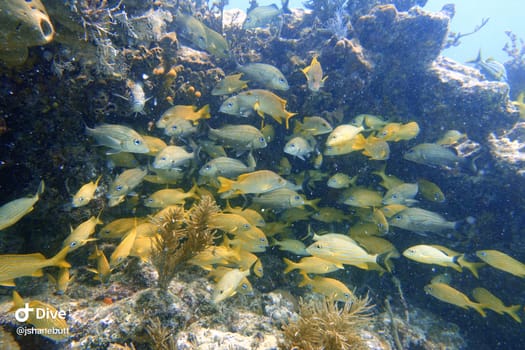 An underwater photo of blue striped grunt (Haemulon sciurus) or bluestriped grunt, is a subtropical species of grunt native to the western Atlantic Ocean.  They prefer reefs or sea grass beds where they live in schools