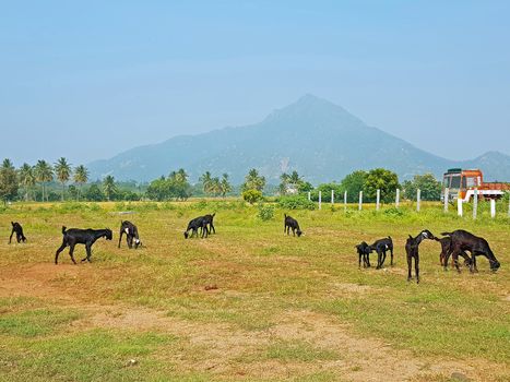 The holy mountain Arunachala in Tiruvanamalai Tamil Nadu India
