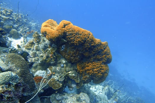 Two banded butterflyfish swimming near coral which are found in the tropical western Atlantic Ocean, also known as the banded butterflyfish, butterbun, butterflyfish, Portuguese butterfly, and banded mariposa.