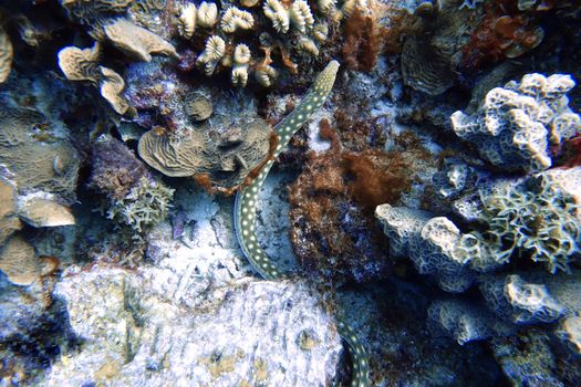 An underwater photo of a Yellow Spotted Sea Snake