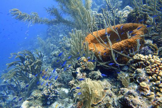 An underwater of  Creole Wrasse, Clepticus parrae, is a colorful wrasse native to the Atlantic Ocean. They often experience substantial changes in color throughout their lifetime from a violet juvenile.