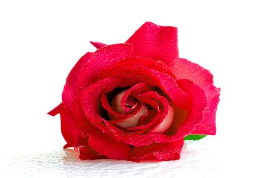 Blossoming red rose on a white background