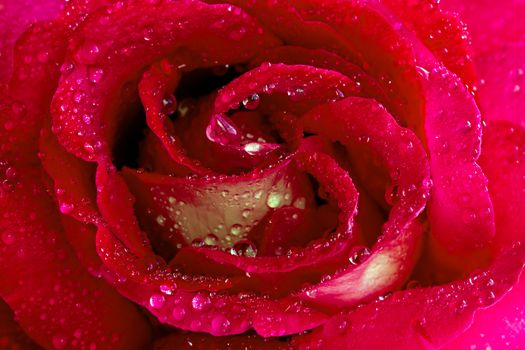 Blossoming red rose on a white background