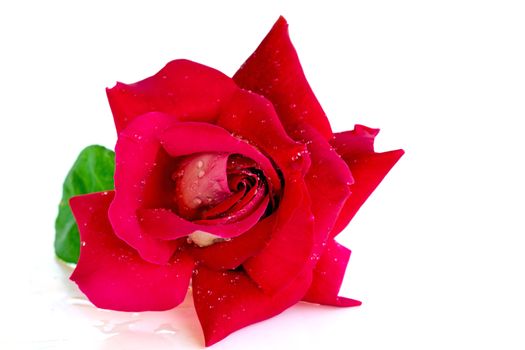Blossoming red rose on a white background