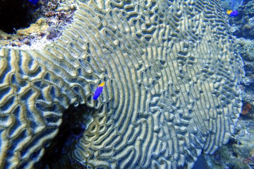 An underwater photo of coral. Corals are marine invertebrates within the class Anthozoa of the phylum Cnidaria. They typically live in compact colonies of many identical individual polyps