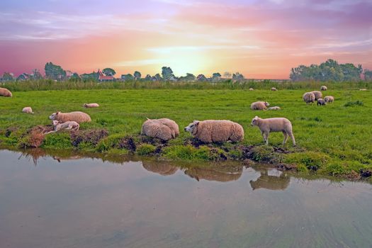 Sheep in the countryside from the Netherlands in spring