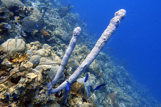 An underwater photo of a Tublular Sponges or Callyspongia vaginalis, known as the branching vase sponge is a demosponge. C. vaginalis usually has a tubular growth pattern, although the magnitude of the current affects its growth form.