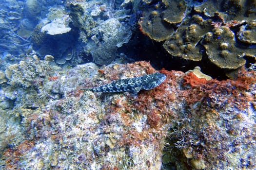 An underwater photo of a Lizardfish