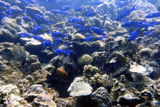 An underwater of  Creole Wrasse, Clepticus parrae, is a colorful wrasse native to the Atlantic Ocean. They often experience substantial changes in color throughout their lifetime from a violet juvenile.