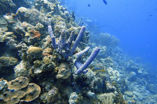 An underwater photo of a Tublular Sponges or Callyspongia vaginalis, known as the branching vase sponge is a demosponge. C. vaginalis usually has a tubular growth pattern, although the magnitude of the current affects its growth form.