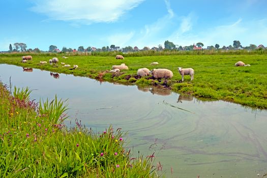 Typical dutch view in the countryside from the Netherlands