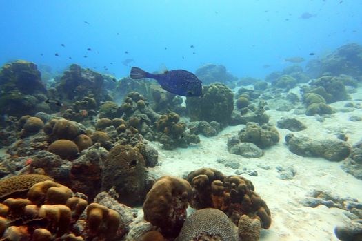 An underwater photo of a Honeycomb Cowfish (Acanthostracion polygonius) swimming among the rock and coral reef in the clear ocean.