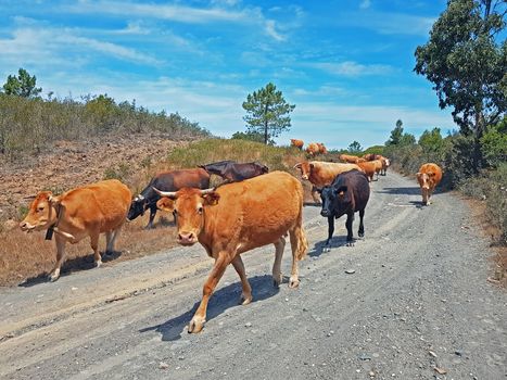 Cows wandering through the countryside from Portugal