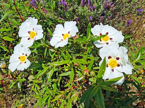 Gum rockrose (cistus ladanifer) in the fields of Alentejo in Portugal in spring