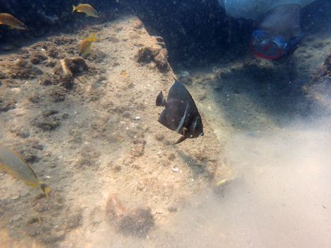 An underwater photo of a  grey angelfish swimming among the rocks and coral.