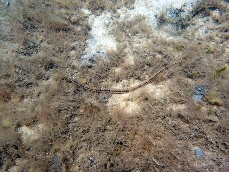 An underwater photo of a Pipefish.