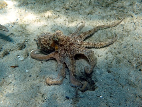 An underwater photo of a Octopus which is a soft-bodied, eight-limbed mollusc of the order Octopoda. Around 300 species are recognised, and the order is grouped within the class Cephalopoda with squids, cuttlefish, and nautiloids.