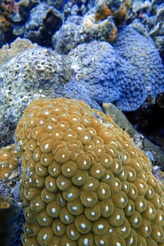 An underwater photo of coral. Corals are marine invertebrates within the class Anthozoa of the phylum Cnidaria. They typically live in compact colonies of many identical individual polyps