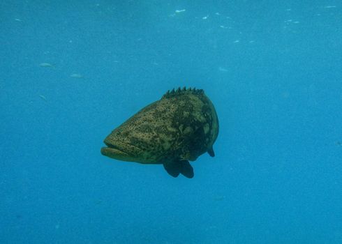 An underwater photo of an Atlantic goliath grouper or itajara, also known as the jewfish, is a large saltwater fish of the grouper family found primarily in shallow tropical waters among coral and artificial reefs.