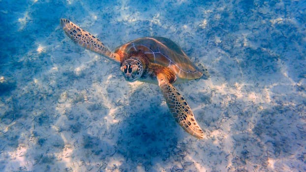 An underwater photo of a Sea Turtle.  Sea turtles, sometimes called marine turtles, are reptiles of the order Testudines and of the suborder Cryoptodira.