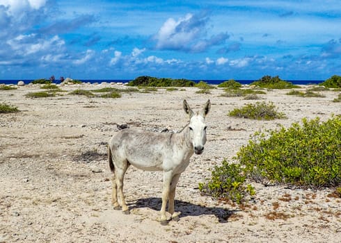 A feral donkey living near a beach in Bonaire.