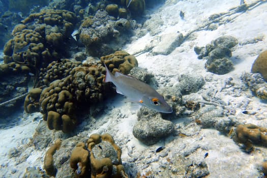 A mahogany snapper swimming among the rocks and coral in the ocean.