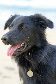 Black labrador at the beach