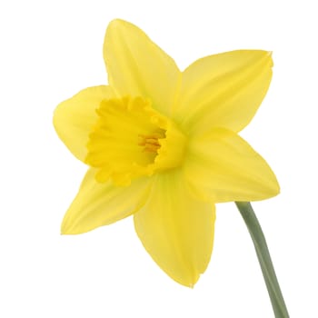 A single daffolil narcissus isolated on a white background with clipping path