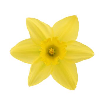 A daffolil head narcissus isolated on a white background with clipping path