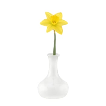 A white vase with single daffodil narcissus isolated on white with clipping path