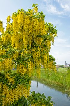 Blossoming golden rain in the countryside from the Netherlands in spring