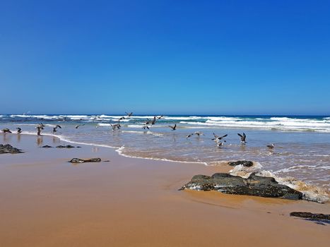 Praia Vale Figueiras with seagulls on the beach in Portugal