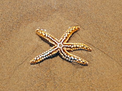 Starfish on the beach at the atlantic ocean