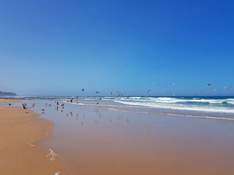 Praia Vale Figueiras with seagulls on the beach in Portugal