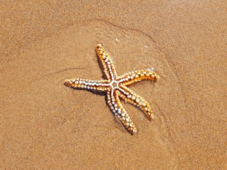 Starfish on the beach at the atlantic ocean