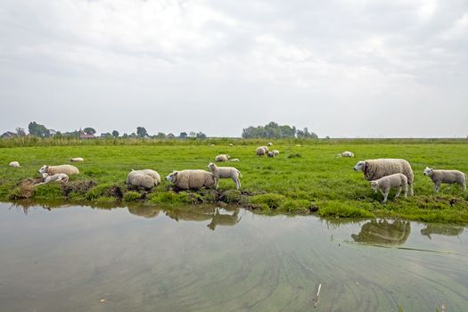 Sheep in the countryside from the Netherlands in spring