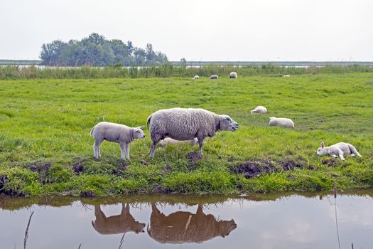 Sheep in the countryside from the Netherlands in spring