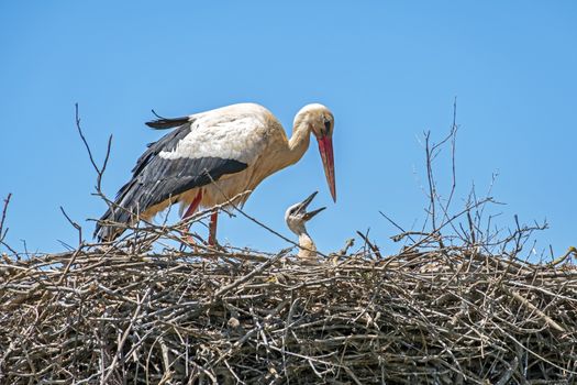 Mother with baby storks on the nest in Portugal