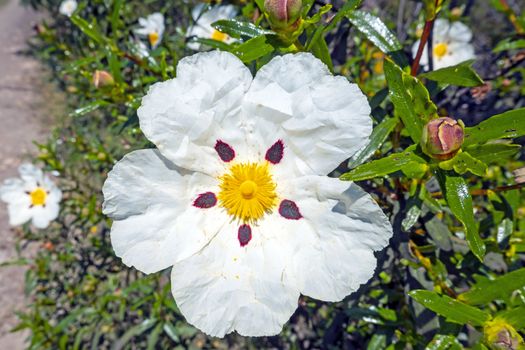 Gum rockrose (cistus ladanifer) in the fields of Alentejo in Portugal in spring