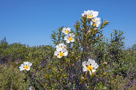 Gum rockrose (cistus ladanifer) in the fields of Alentejo in Portugal in spring