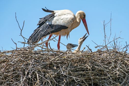 Mother with baby storks on the nest in Portugal